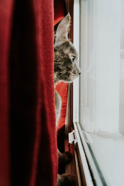 棕色虎斑猫
